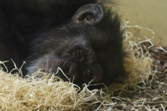 chimp2