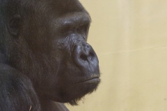 gorilla