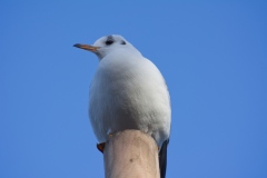 meeuw