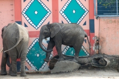 olifant