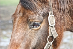 paard