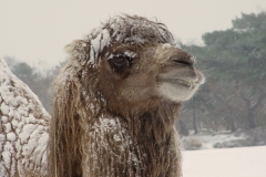 sneeuw